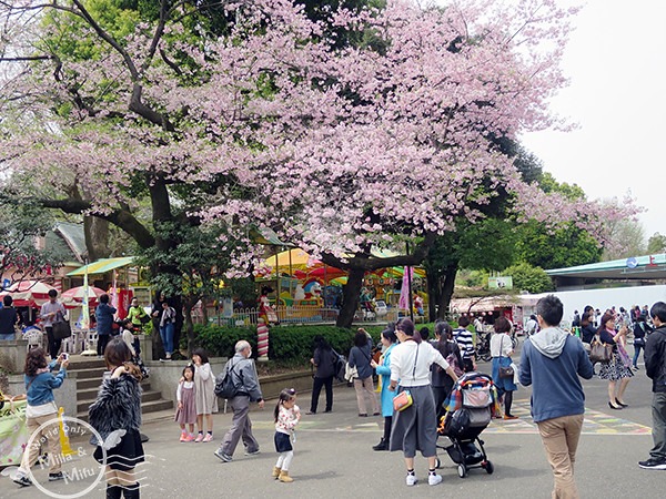 [米粒愛出國]日本‧東京‧六天五夜 (三) 在上野賞櫻吃日式炒麵、逛阿美橫町買藥妝、還有超好吃的筑前屋居酒屋！