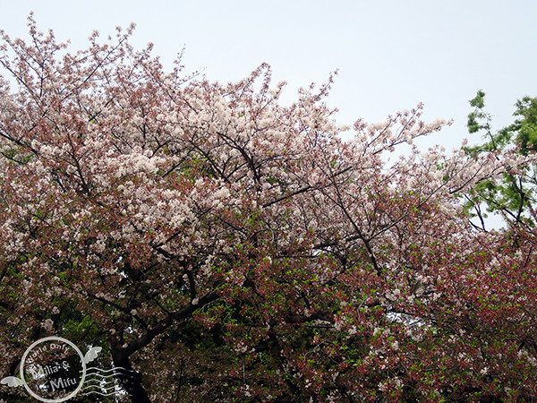 [米粒愛出國]日本‧東京‧六天五夜 (三) 在上野賞櫻吃日式炒麵、逛阿美橫町買藥妝、還有超好吃的筑前屋居酒屋！