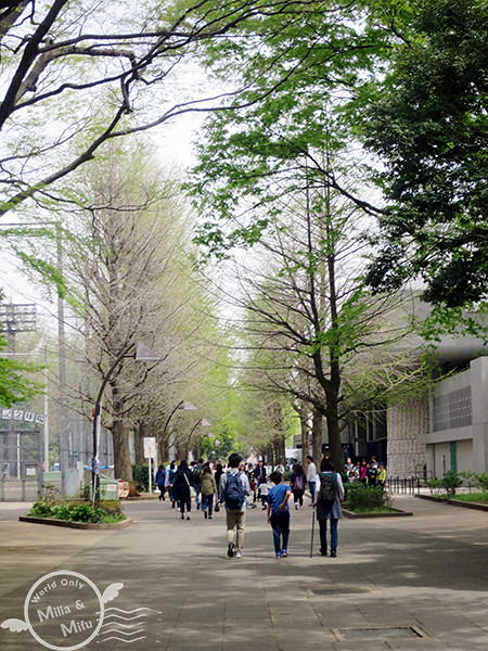 [米粒愛出國]日本‧東京‧六天五夜 (三) 在上野賞櫻吃日式炒麵、逛阿美橫町買藥妝、還有超好吃的筑前屋居酒屋！