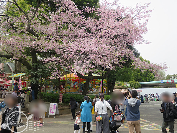 [米粒愛出國]日本‧東京‧六天五夜 (三) 在上野賞櫻吃日式炒麵、逛阿美橫町買藥妝、還有超好吃的筑前屋居酒屋！