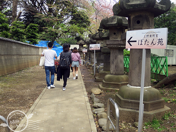 [米粒愛出國]日本‧東京‧六天五夜 (三) 在上野賞櫻吃日式炒麵、逛阿美橫町買藥妝、還有超好吃的筑前屋居酒屋！